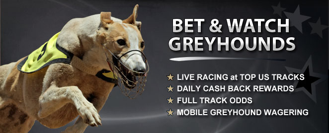 Photo: tab results yesterday greyhounds live