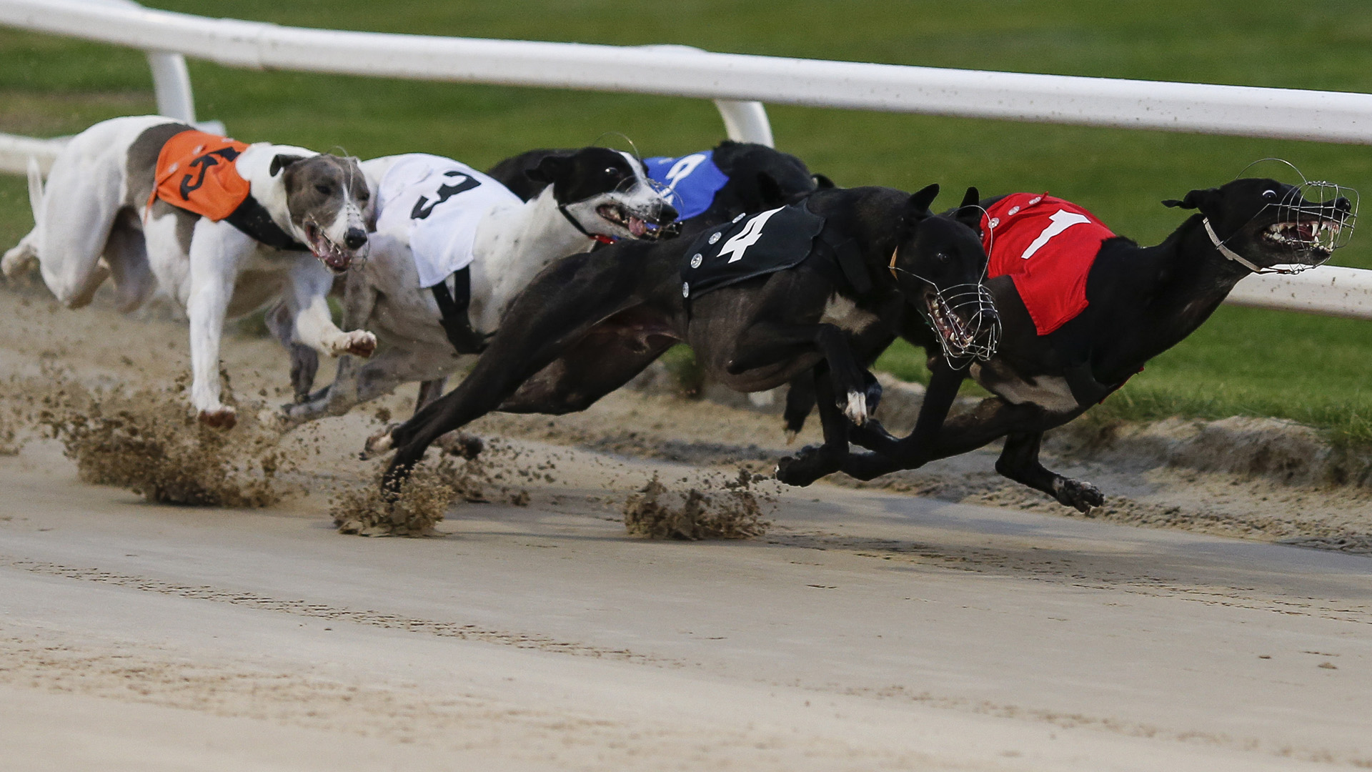 Photo: greyhound race results today