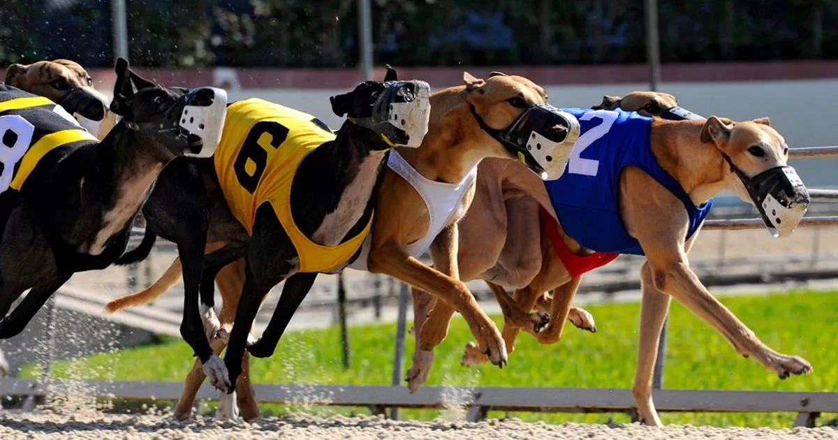 Photo: greyhound race results today