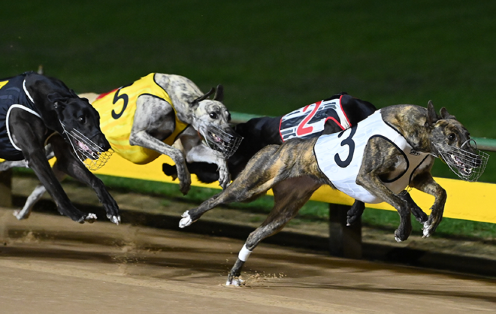 Photo: greyhound results last night