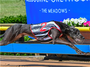 Photo: greyhound results yesterday nsw