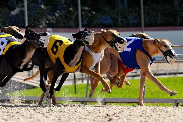 Photo: dog racing results