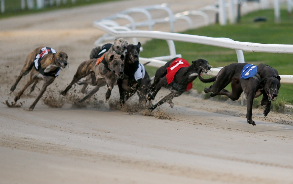 Photo: greyhound results last night