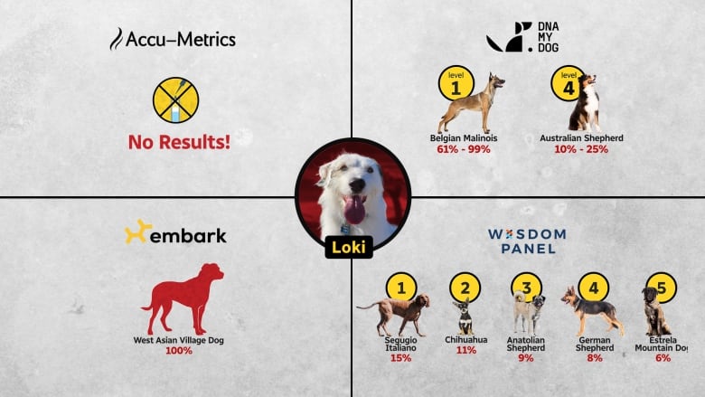 Photo: dog results
