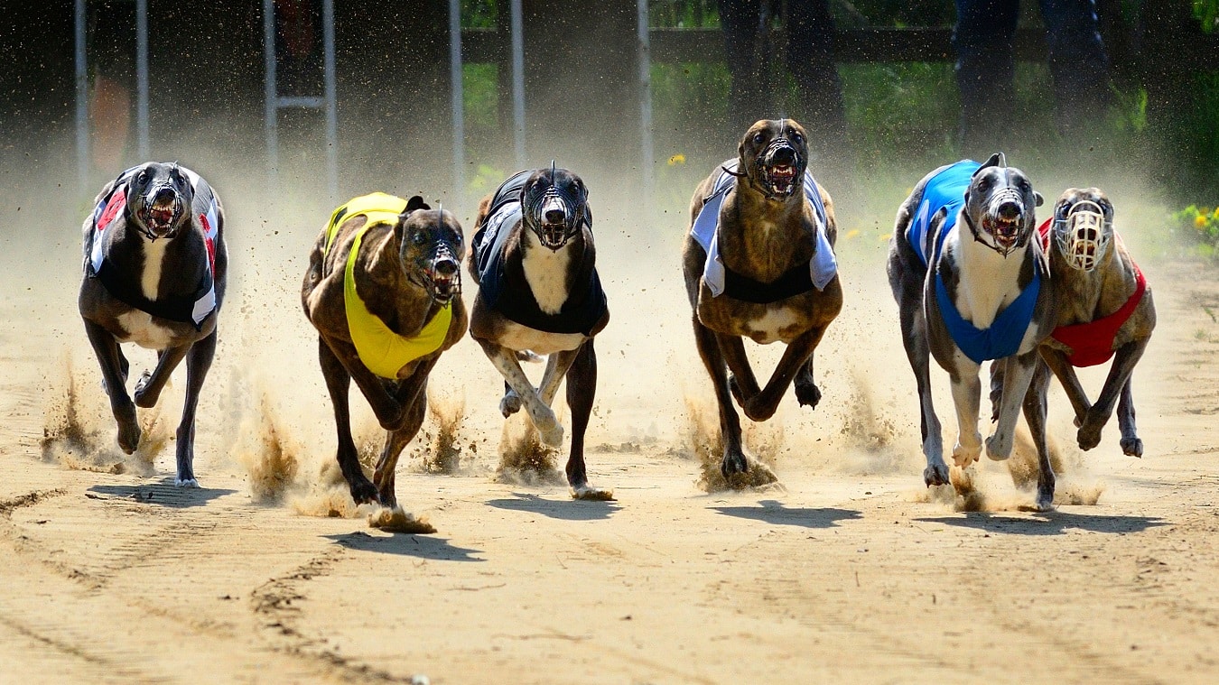 Photo: last nights greyhound results