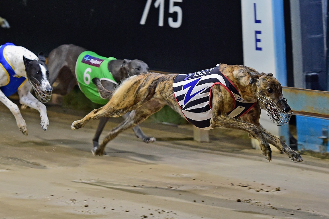 Photo: australian greyhound results today