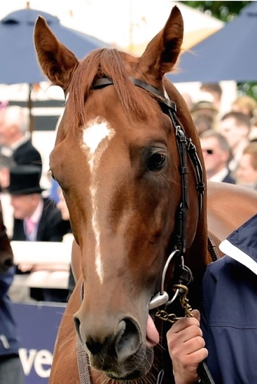 Photo: australia horse