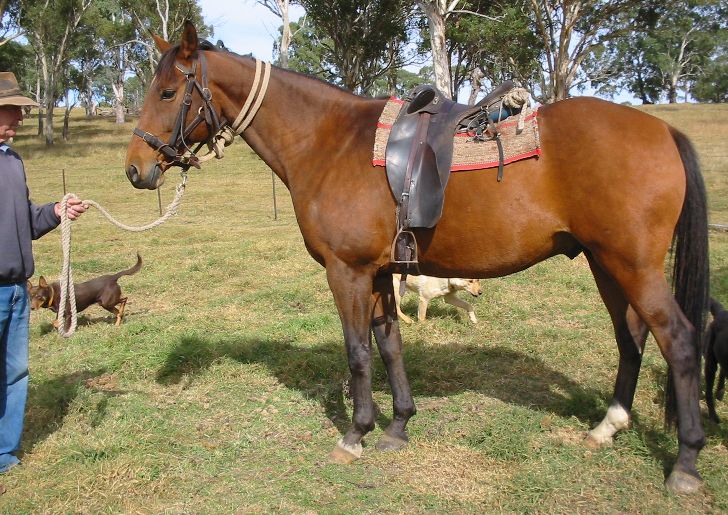 Photo: australia horse