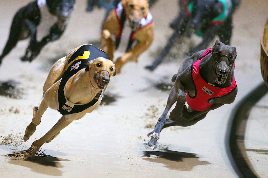 Photo: greyhound results yesterday nsw