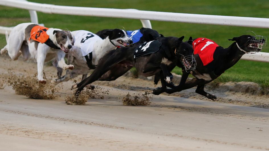 Photo: dog racing results