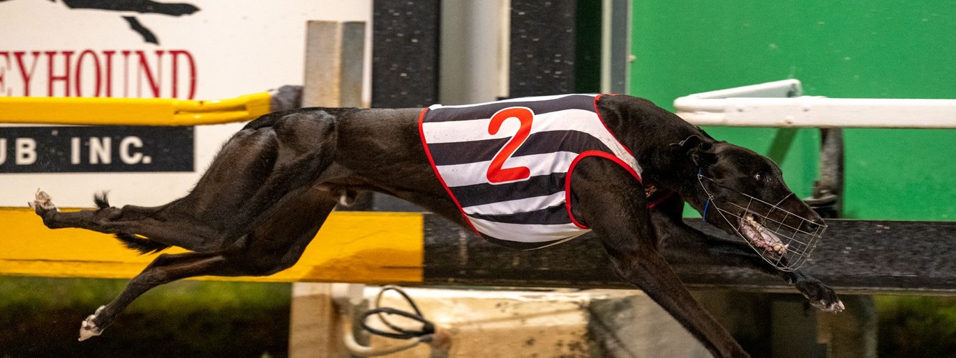 Photo: albion park greyhound results tonight