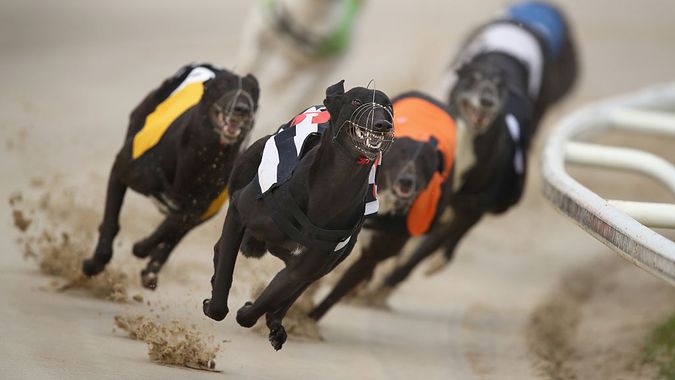 Photo: greyhound results