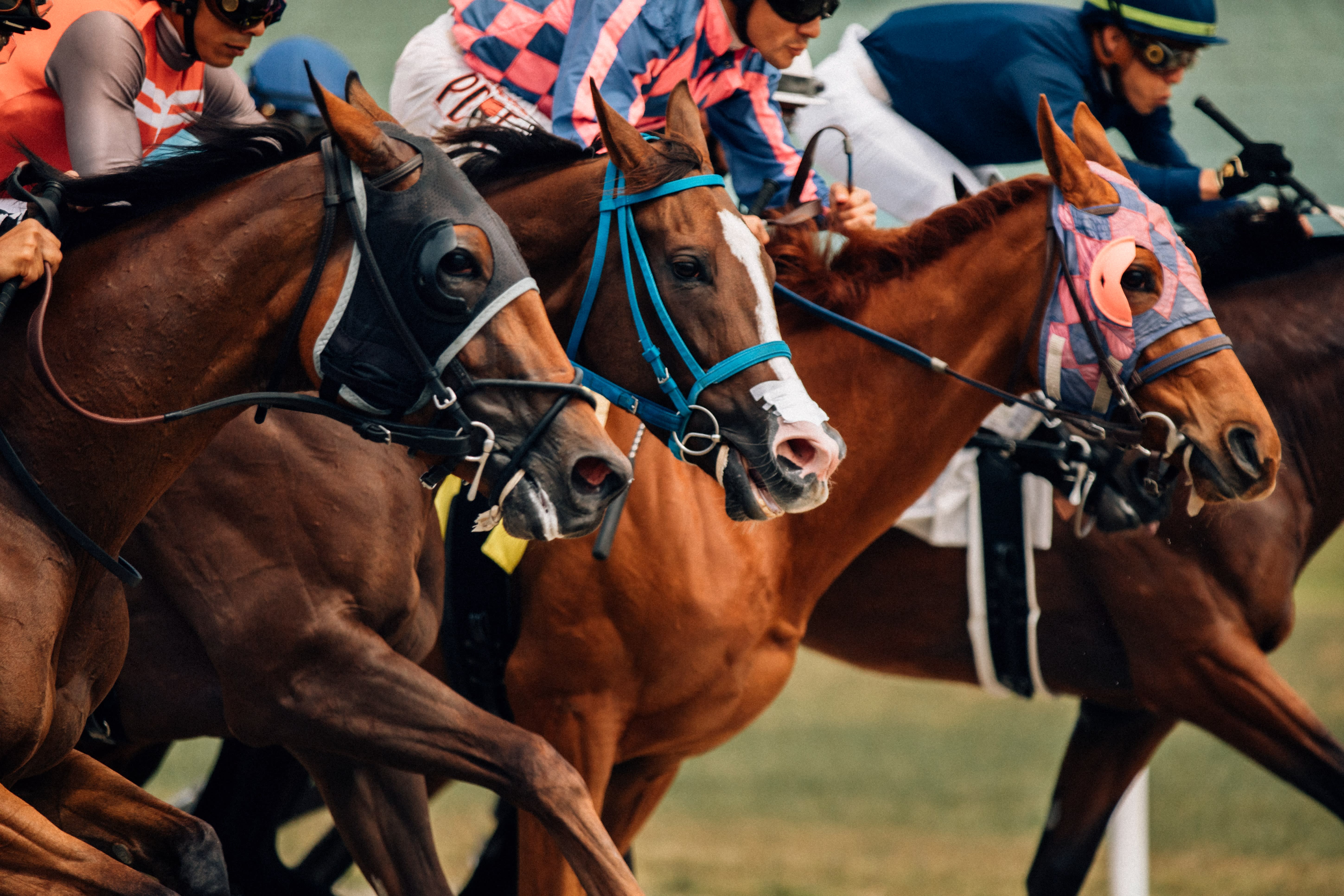 Photo: horse betting