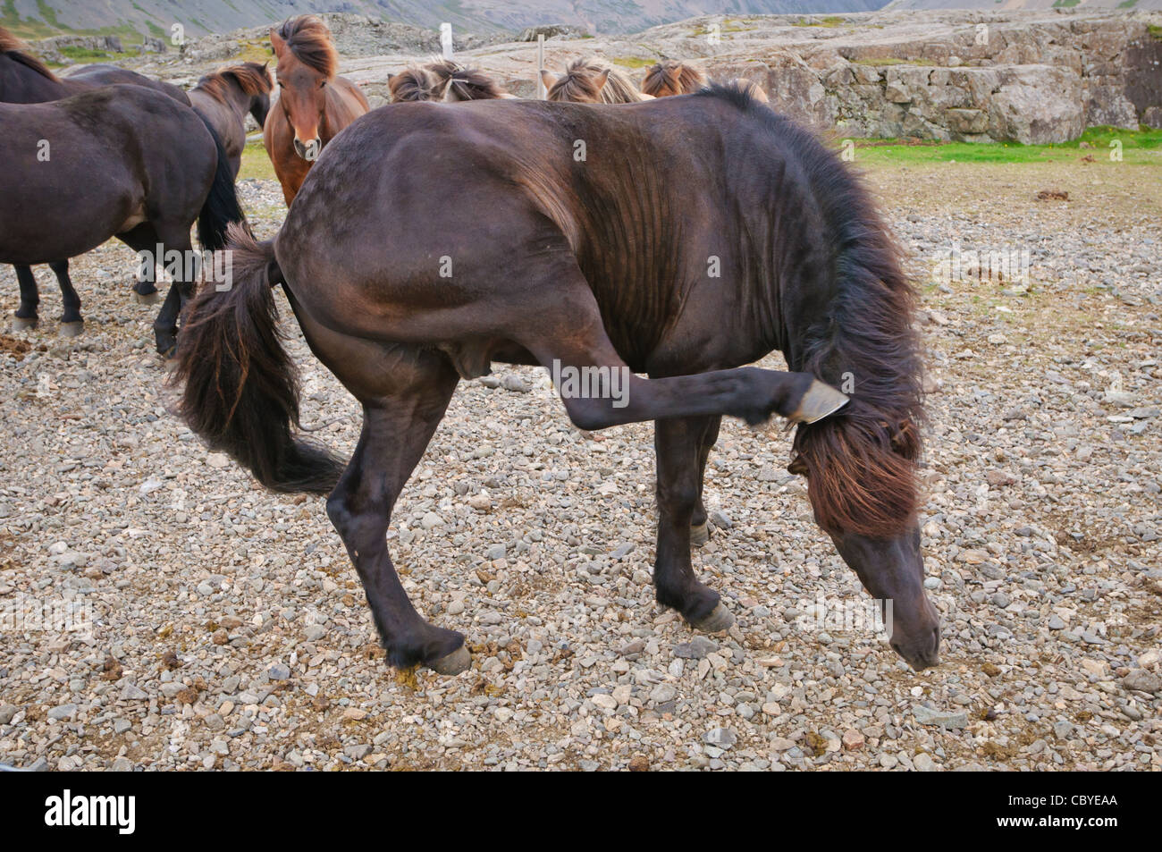 Photo: horse scratchings today