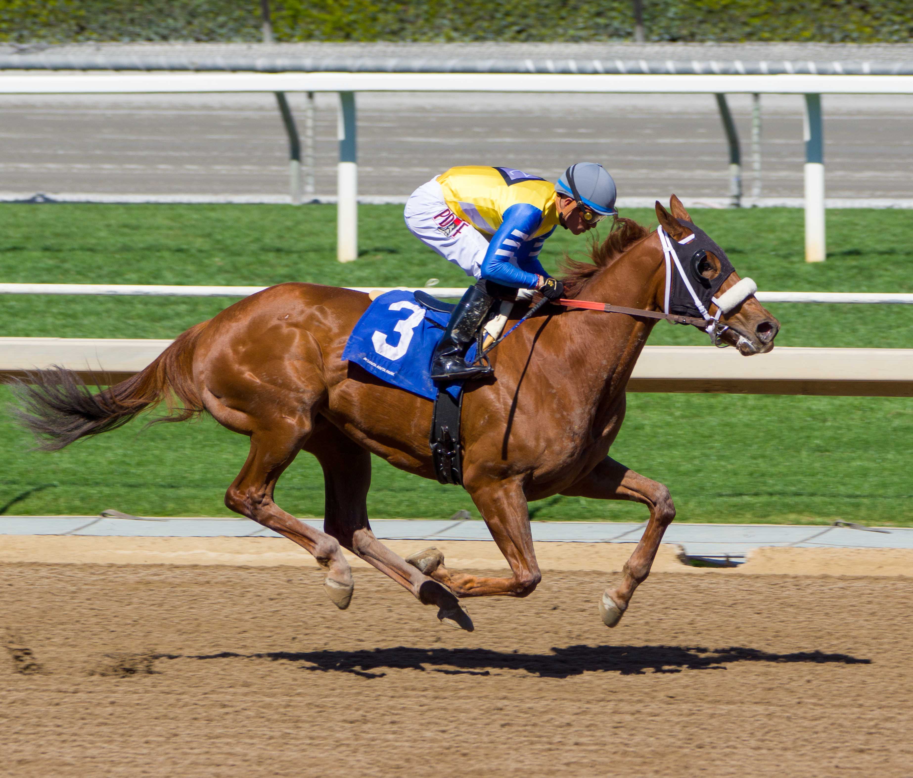 Photo: thoroughbred racing